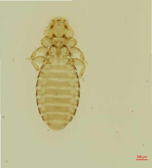 Actornithophilus sedes Eichler, 1944 - 010650416__2017_07_18-Scene-1-ScanRegion0