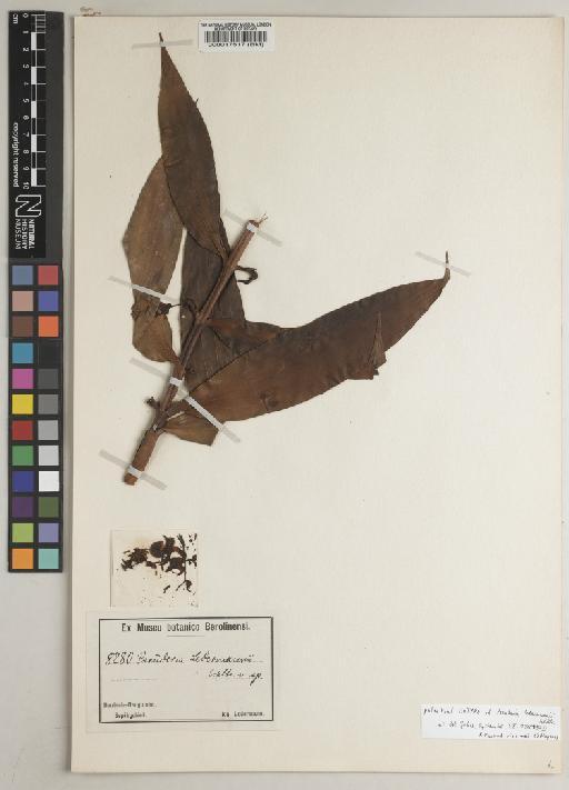 Pseuderia ledermannii Schltr. - BM000017517