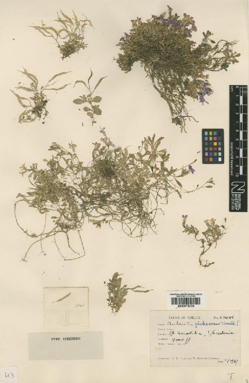 Aubrieta gracilis Spruner ex Boiss. - BM000750106