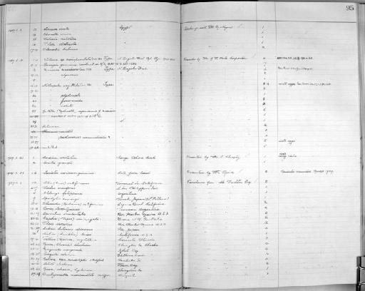 Nothapalus sagittula subterclass Tectipleura Connolly, 1930 - Zoology Accessions Register: Mollusca: 1925 - 1937: page 95
