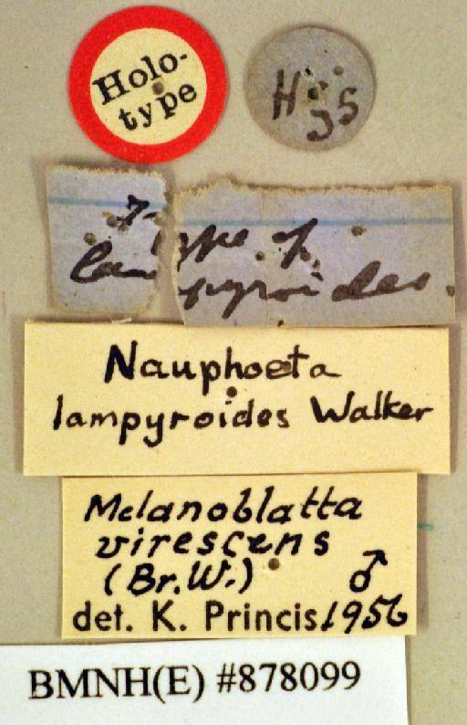 Nauphoeta lampyroides Walker, 1868 - Nauphoeta lampyroides Walker, F, 1868, male, holotype, labels. Photographer: Heidi Hopkins. BMNH(E)#878099