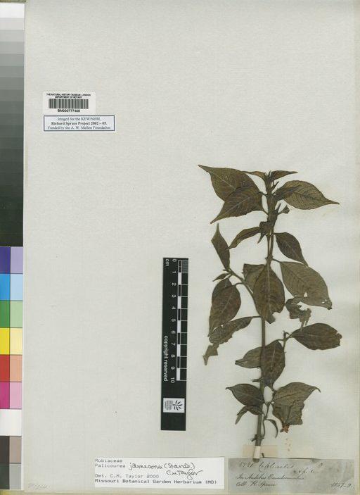 Palicourea jamesonii (Standl.) Taylor - Spruce - BM000777408