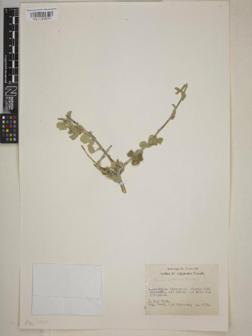 Grewia erythraea - BM013838682
