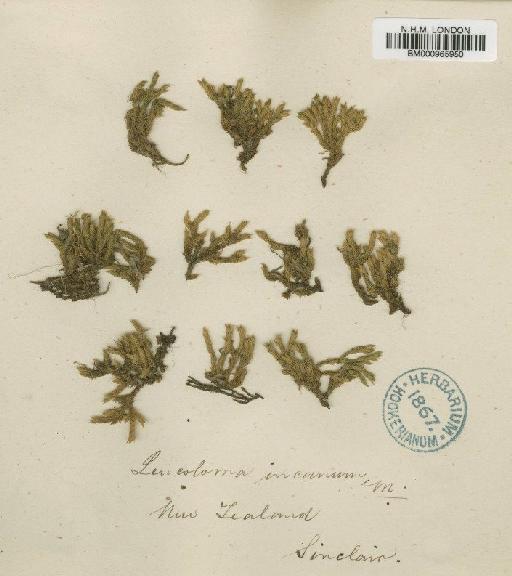 Dicnemoloma pallidum (Hook.) Wijk & Margad. - BM000965950