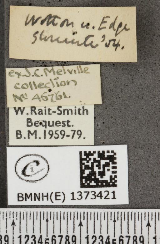 Cyaniris semiargus semiargus (Rottemburg, 1775) - BMNHE_1373421_label_167425