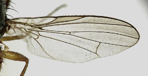 Heteromyza rotundicornis (Zetterstedt, 1846) - Heteromyza_rotundicornis-1240950-wing-32_0x_edit