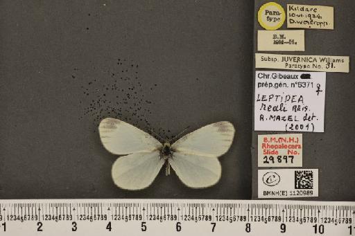 Leptidea reali Reissinger, 1989 - BMNHE_1120989_75050