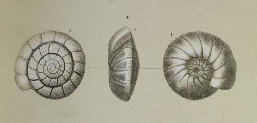 Truncatulina robertsoniana Brady, 1881 - ZF2547_95_4_Cibicidoides_robertsonianus.jpg