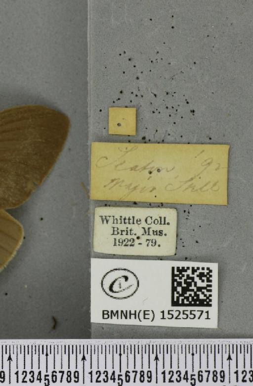 Macrothylacia rubi (Linnaeus, 1758) - BMNHE_1525571_label_196172