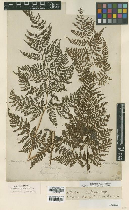 Dryopteris aemula (Aiton) Kuntze - BM001066130