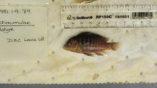 Labidochromis chisumulae Lewis, 1982 - BMNH 1981.1.9.79 HOLOTYPE, Labidochromis chisumulae