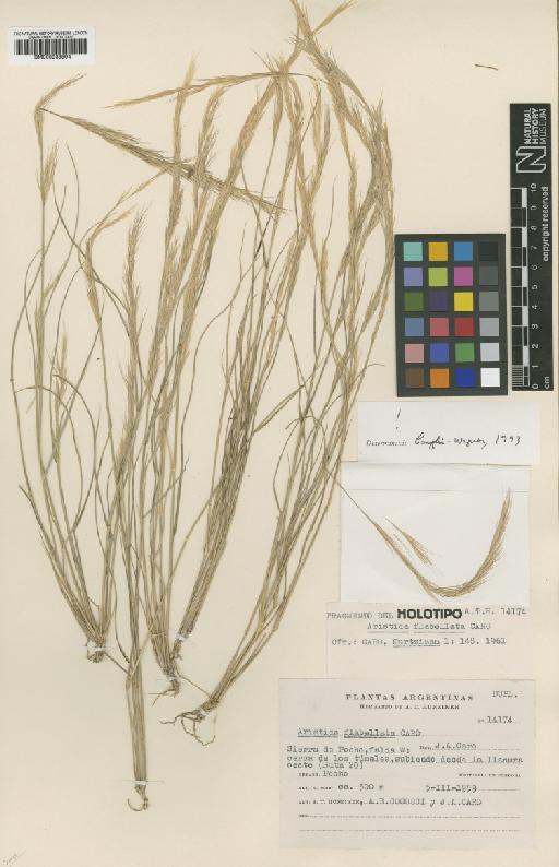 Aristida flabellata Caro - BM000938594