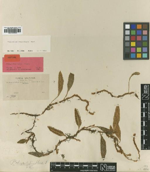 Polypodium chrysolepis Hook. - BM000936895