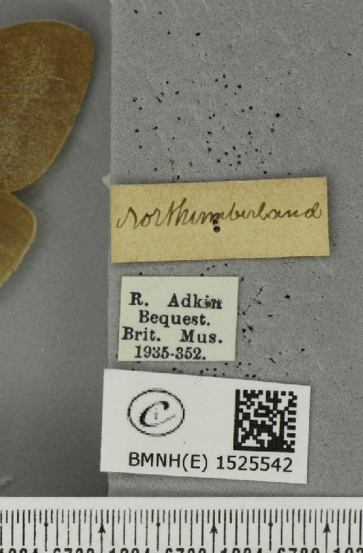 Macrothylacia rubi (Linnaeus, 1758) - BMNHE_1525542_label_196274