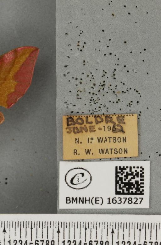 Deilephila porcellus (Linnaeus, 1758) - BMNHE_1637827_label_206847