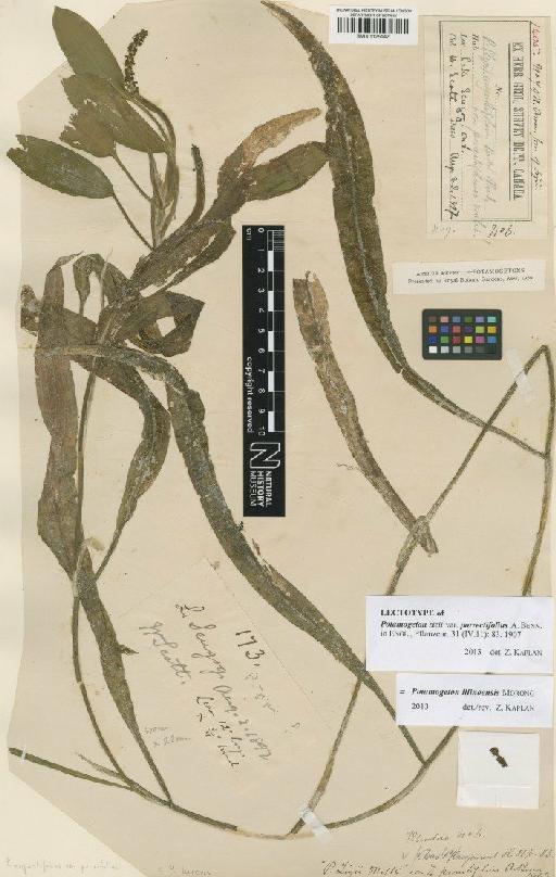 Potamogeton illinoensis Morong - BM001125142