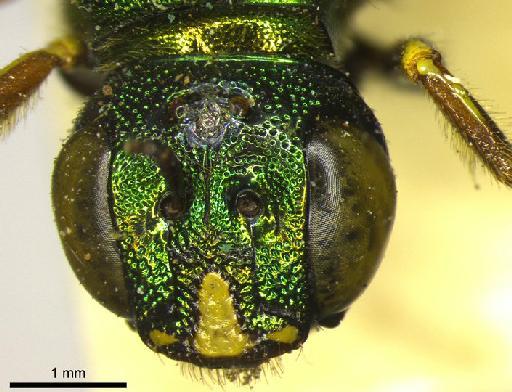 Ceratina eximia Smith, F., 1862 - 969506 Ceratina eximia type head