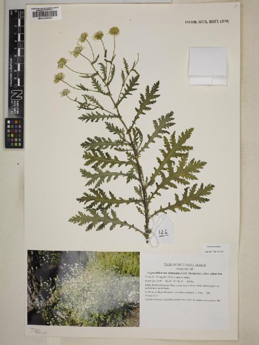 Argyranthemum adauctum subsp. adauctum - 000828626