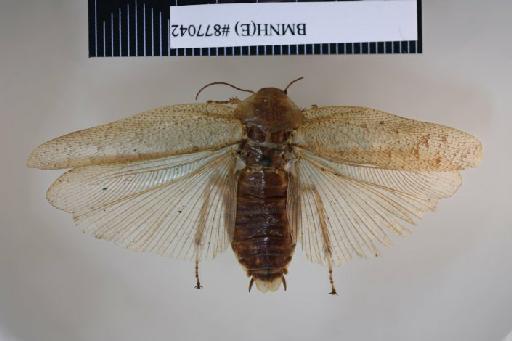 Epilampra pandens Walker, 1868 - Epilampra pandens Walker, F, 1868, female, holotype, dorsal. Photographer: Aging Wang. BMNH(E)#877042