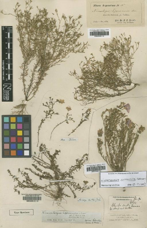 Nierembergia linariifolia Graham - BM000992192