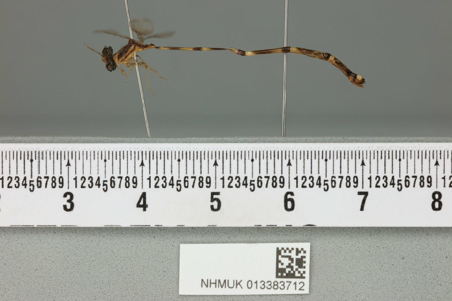 Protosticta uncata