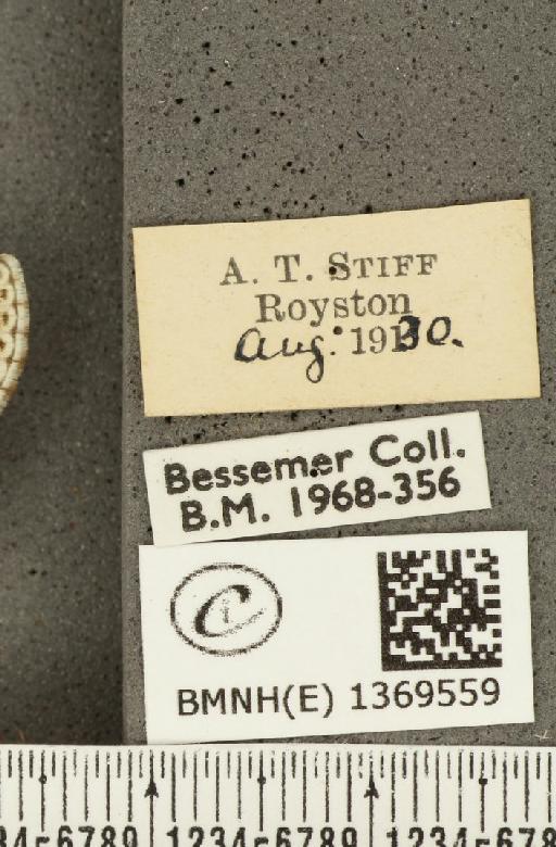 Aricia agestis ab. postico-obsoleta Tutt, 1912 - BMNHE_1369559_label_177525