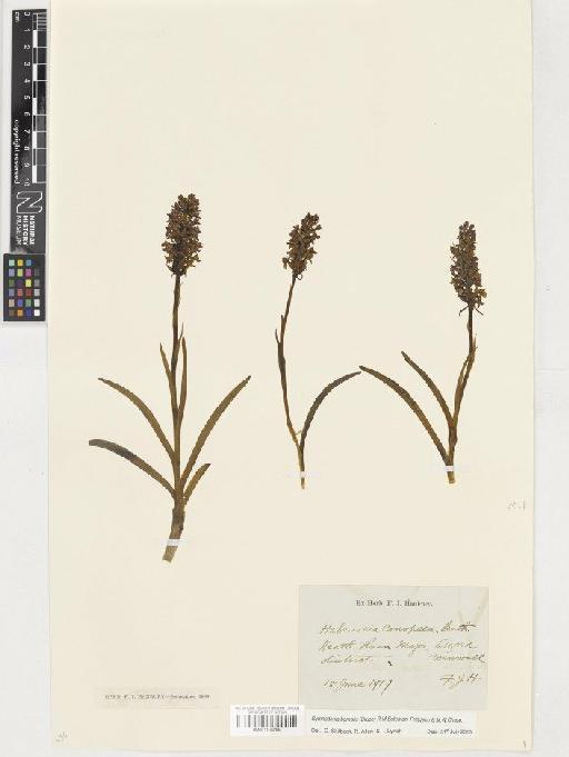 Gymnadenia borealis (Druce) R.M.Bateman, Pridgeon & M.W.Chase - BM001130295