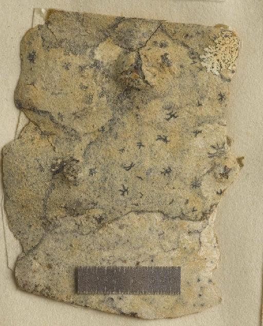 Sarcographa tricosula (Nyl.) Zahlbr. - BM001106716_a