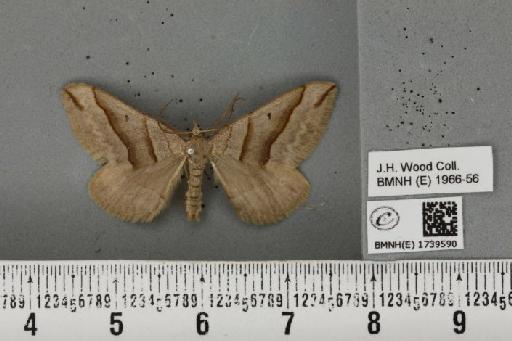 Scotopteryx mucronata umbrifera (Heydemann, 1925) - BMNHE_1739590_304045