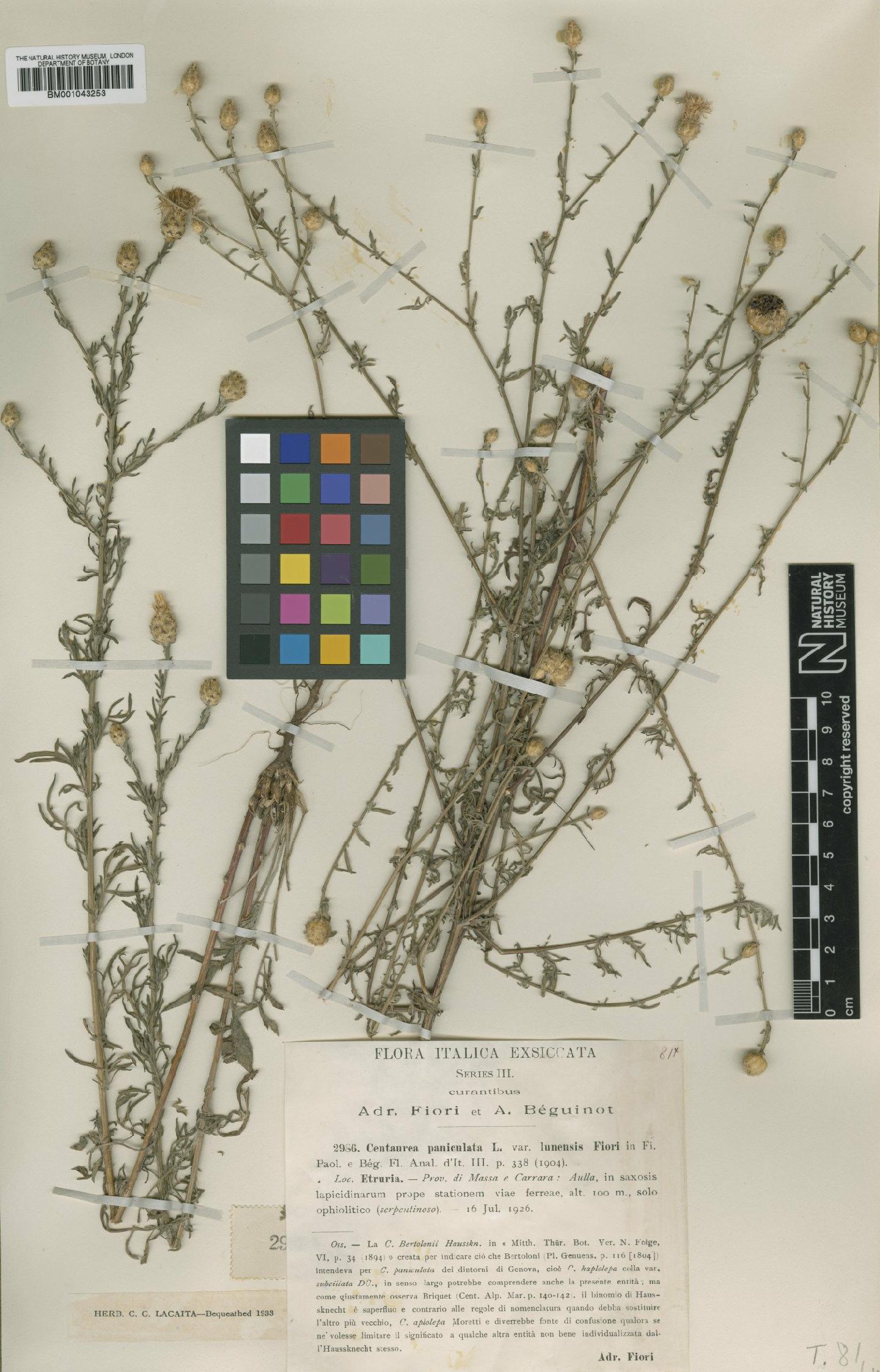To NHMUK collection (Centaurea aplolepa subsp. lunensis (Fiori) Dostal; Type; NHMUK:ecatalogue:1988835)