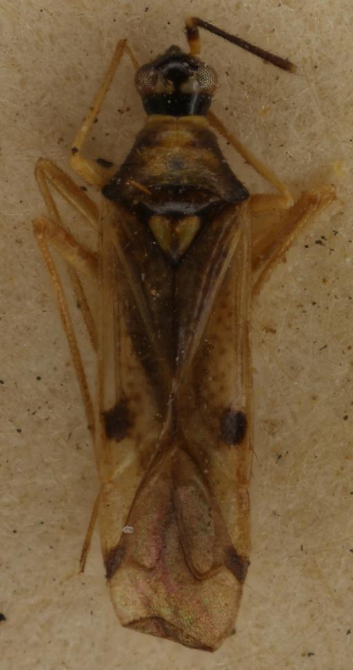 Tupiocoris notatus (Distant, 1893) - Tupiocoris notatus
