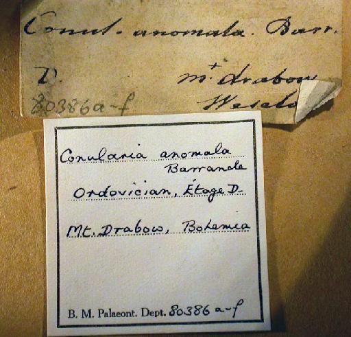Metaconularia anomala (Barrande, 1867) - 80386a-f. Conularia anomala (labels)