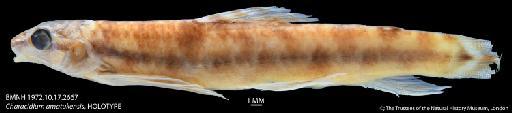 Characidium amatukensis Géry - BMNH 1972.10.17.2667 Characidium amatukensis, HOLOTYPE