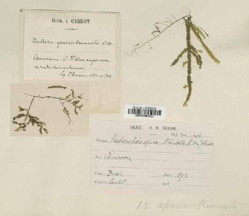 Neckeropsis spurio-truncata (Müll.Hal. ex Dusén) M.Fleisch. - BM000987921