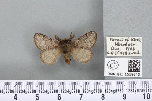 Trichiura crataegi (Linnaeus, 1758) - BMNHE_1518640_202281