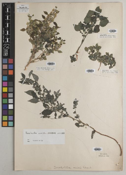 Forsskaolea viridis Ehrenb. ex Webb - BM010763619