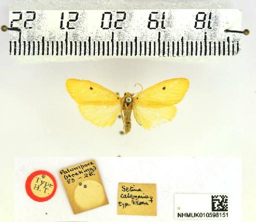 Setina calamaria Moore, 1888 - NHMUK 010598151 Setina calamaria Moore 1888 F Syntypus