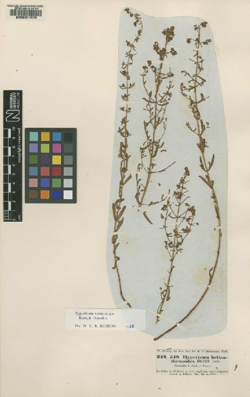 Hypericum vermiculare Boiss. & Hausskn. - BM000617076