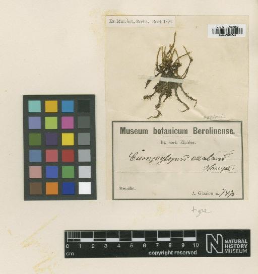 Campylopus introflexus (Hedw.) Brid. - BM000879640_a
