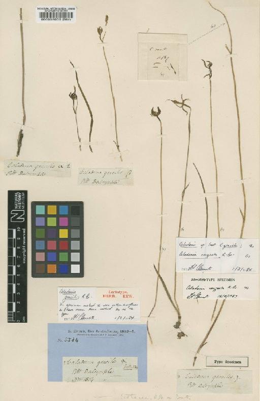 Caladenia congesta R.Br. - BM000062856