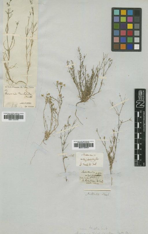 Arenaria trichophylla Nutt. - BM001024695 (2)