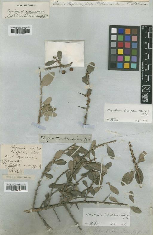 Monotheca buxifolia (Falc.) A.DC. - BM000997179
