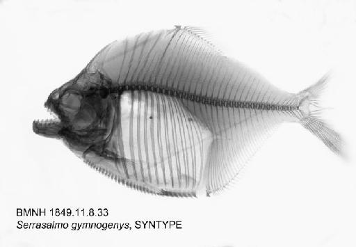 Serrasalmo gymnogenys Günther, 1864 - BMNH 1849.11.8.33, SYNTYPE, Serrasalmo gymnogenys