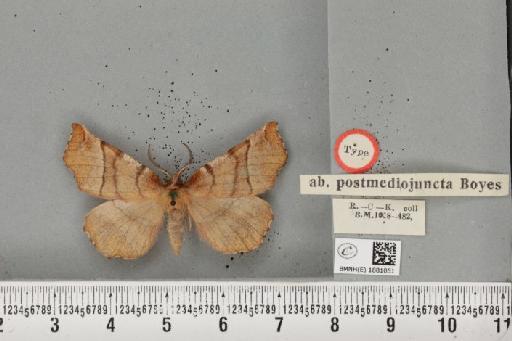 Selenia dentaria ab. postmediojuncta Boyes, 1954 - BMNHE_1881051_446324