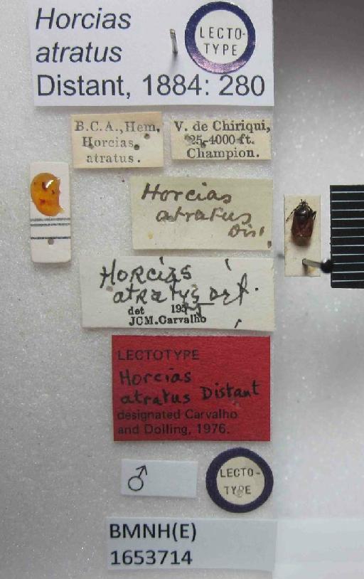 Horcias atratus Distant, 1884 - Horcias atratus-BMNH(E)1653714-Lectotype male dorsal & labels