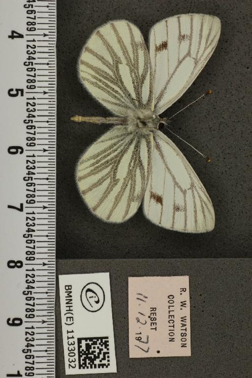 Pieris napi ab. subtalba Schima, 1910 - BMNHE_1133032_88162