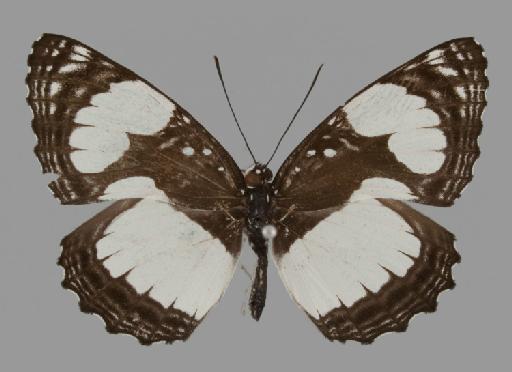Neptis serena Overlaet - BMNH(E)#1719067_Neptis_serena_annah_Larsen_holotype_male_dorsal