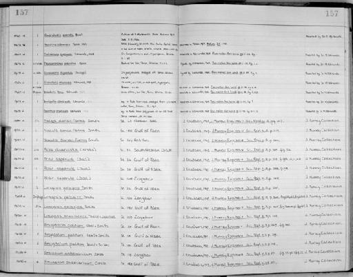 Neopilina adenensis Tebble, 1967 - Zoology Accessions Register: Mollusca: 1956 - 1978: page 157