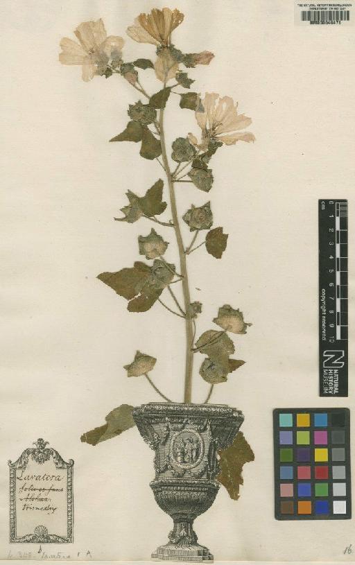 Lavatera trimestris L. - BM000646478