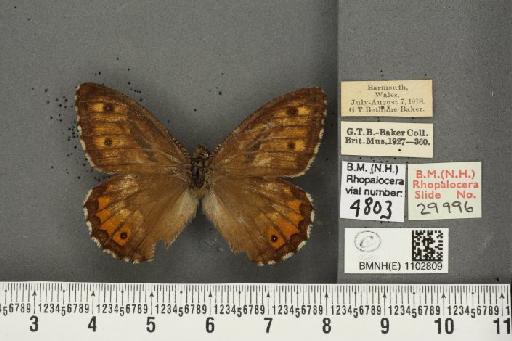 Hipparchia semele semele Linnaeus, 1758 - BMNHE_1102809_14207